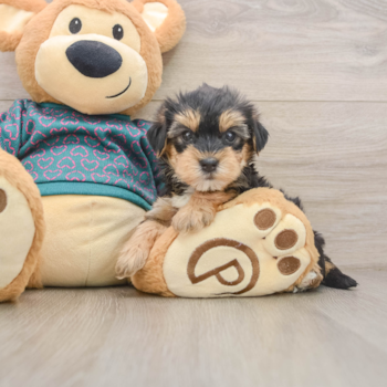 Popular Yorkie Poo Poodle Mix Pup