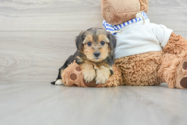 Petite Yorkie Poo Poodle Mix Pup