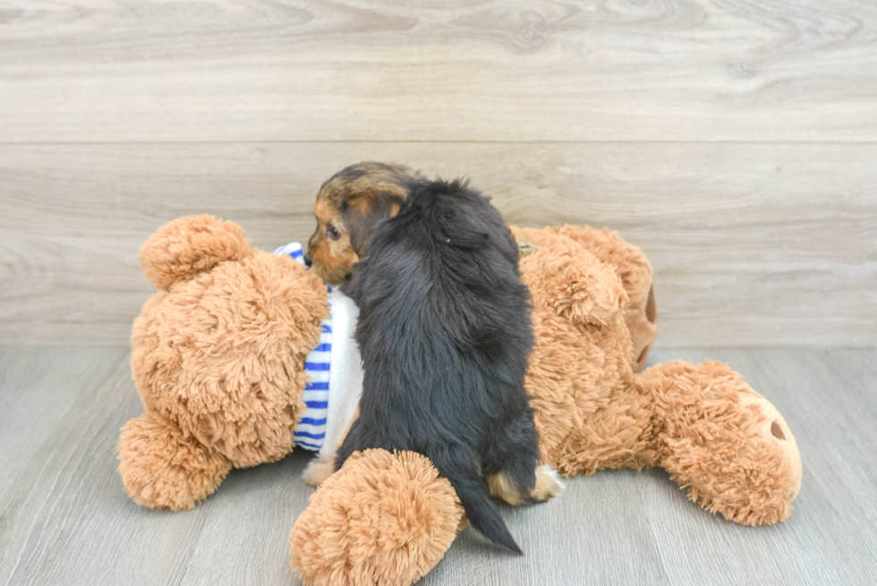 Popular Yorkie Poo Poodle Mix Pup