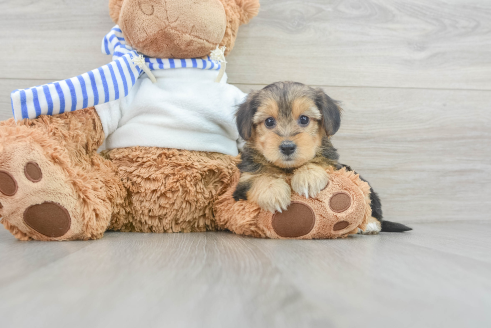 Friendly Yorkie Poo Baby