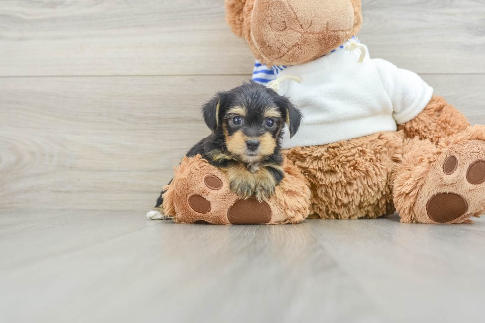 Yorkie Poo Puppy for Adoption