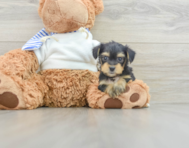 5 week old Yorkie Poo Puppy For Sale - Premier Pups