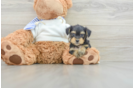 Yorkie Poo Puppy for Adoption