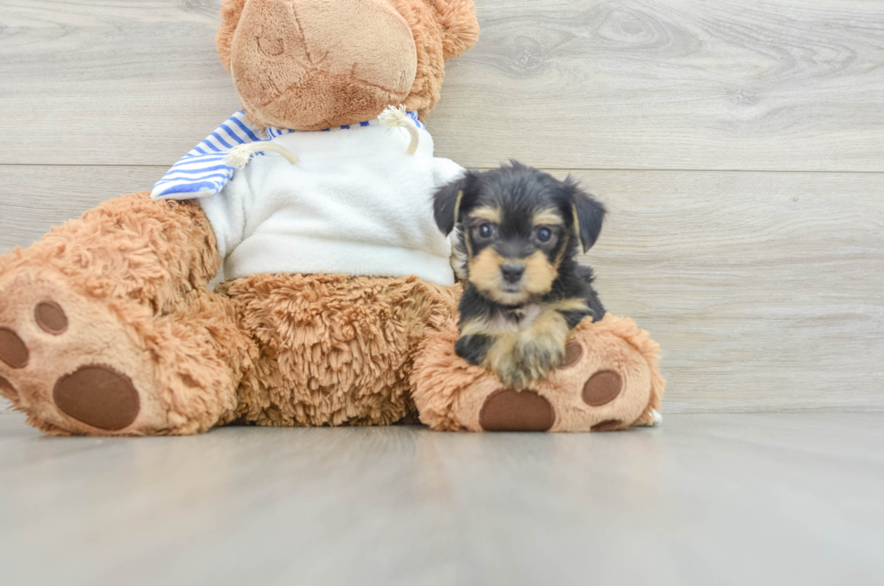 5 week old Yorkie Poo Puppy For Sale - Premier Pups