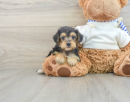 8 week old Yorkie Poo Puppy For Sale - Premier Pups