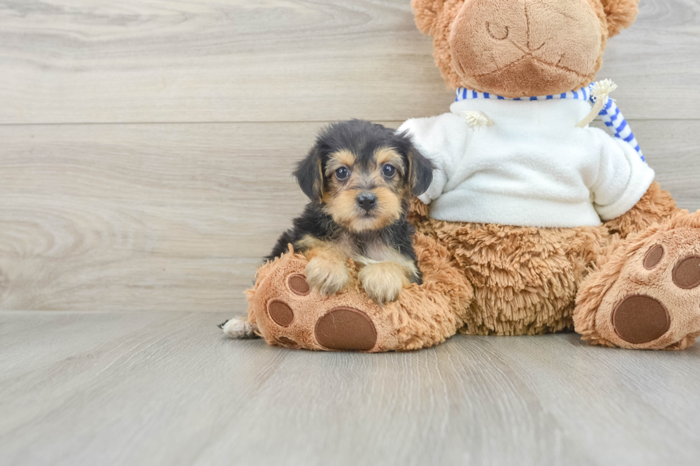 Best Yorkie Poo Baby