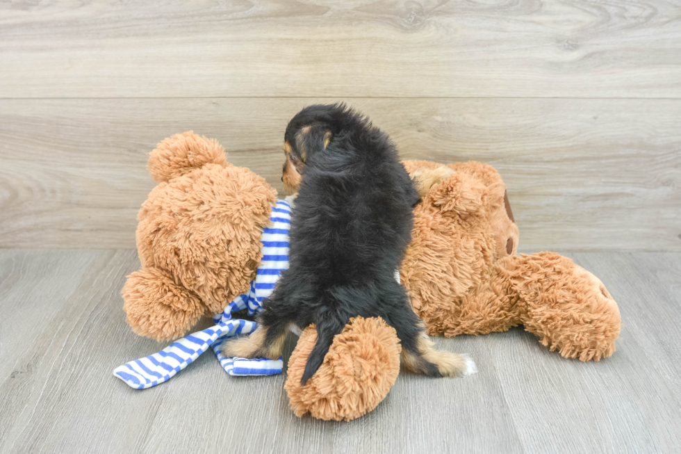 Yorkie Poo Pup Being Cute