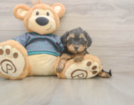 8 week old Yorkie Poo Puppy For Sale - Premier Pups