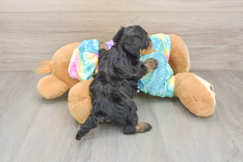 Yorkie Poo Puppy for Adoption