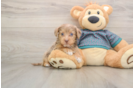 Popular Yorkie Poo Poodle Mix Pup