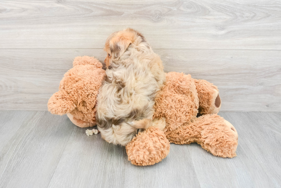 Yorkie Poo Pup Being Cute