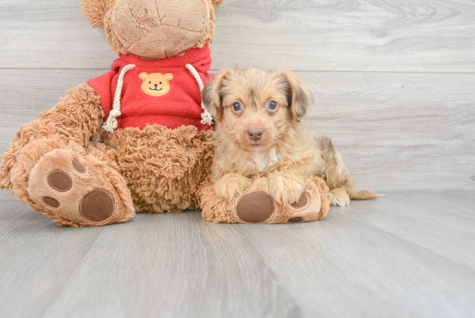 Fluffy Yorkie Poo Poodle Mix Pup