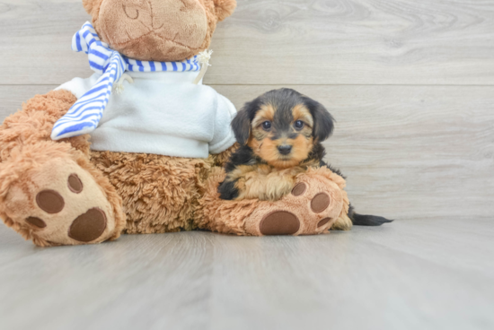 Little Yorkie Doodle Poodle Mix Puppy