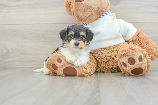 Hypoallergenic Yorkie Doodle Poodle Mix Puppy