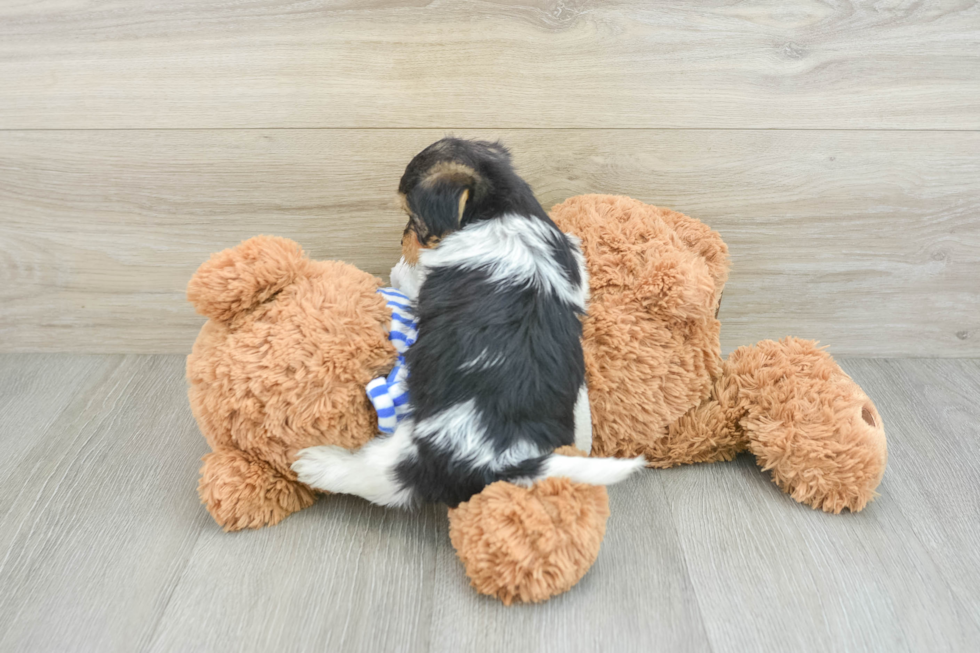 Funny Yorkie Poo Poodle Mix Pup