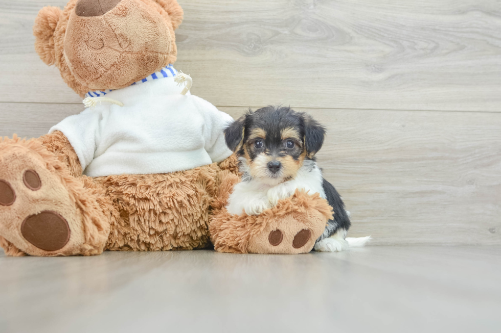 Fluffy Yorkie Poo Poodle Mix Pup