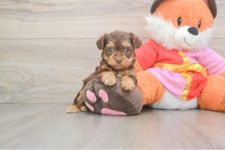 Smart Yorkie Poo Poodle Mix Pup