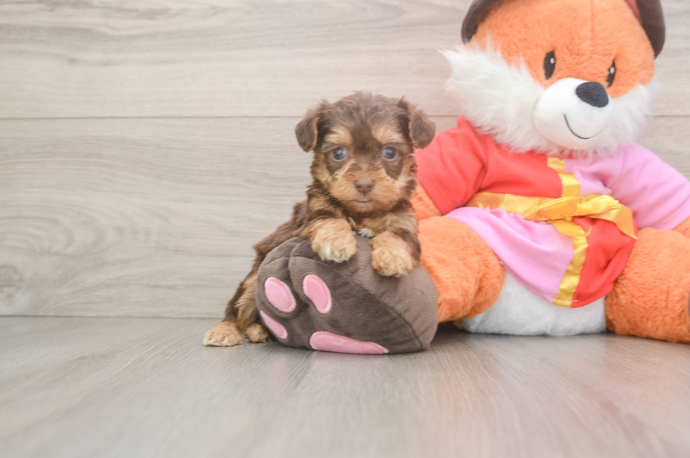 5 week old Yorkie Poo Puppy For Sale - Premier Pups