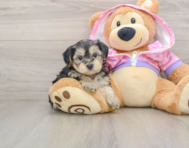7 week old Yorkie Poo Puppy For Sale - Premier Pups