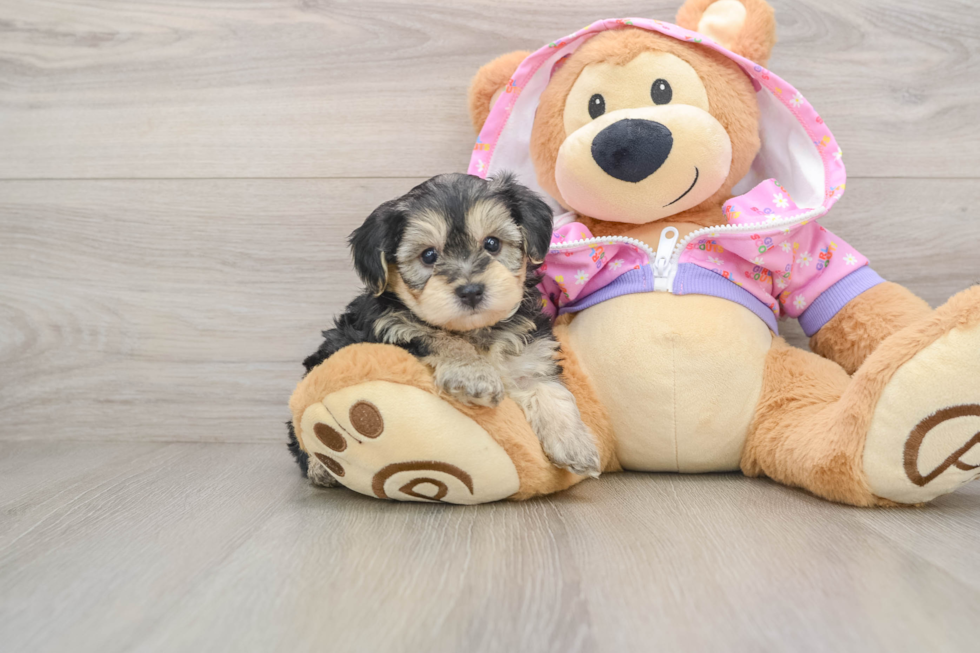 Yorkie Poo Pup Being Cute