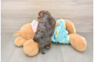 Little Yorkie Poodle Mix Poodle Mix Puppy