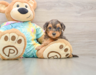 6 week old Yorkie Poo Puppy For Sale - Premier Pups