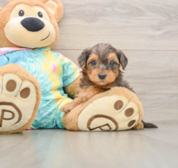 8 week old Yorkie Poo Puppy For Sale - Premier Pups