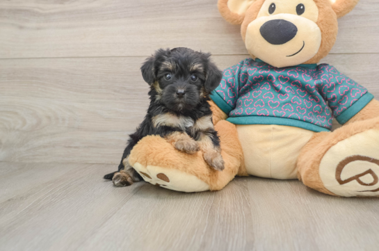 Energetic Yorkipoo Poodle Mix Puppy
