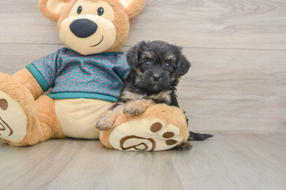 Yorkie Poo Puppy for Adoption