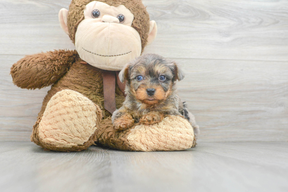 Happy Yorkie Poo Baby