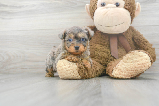 Yorkie Poo Puppy for Adoption