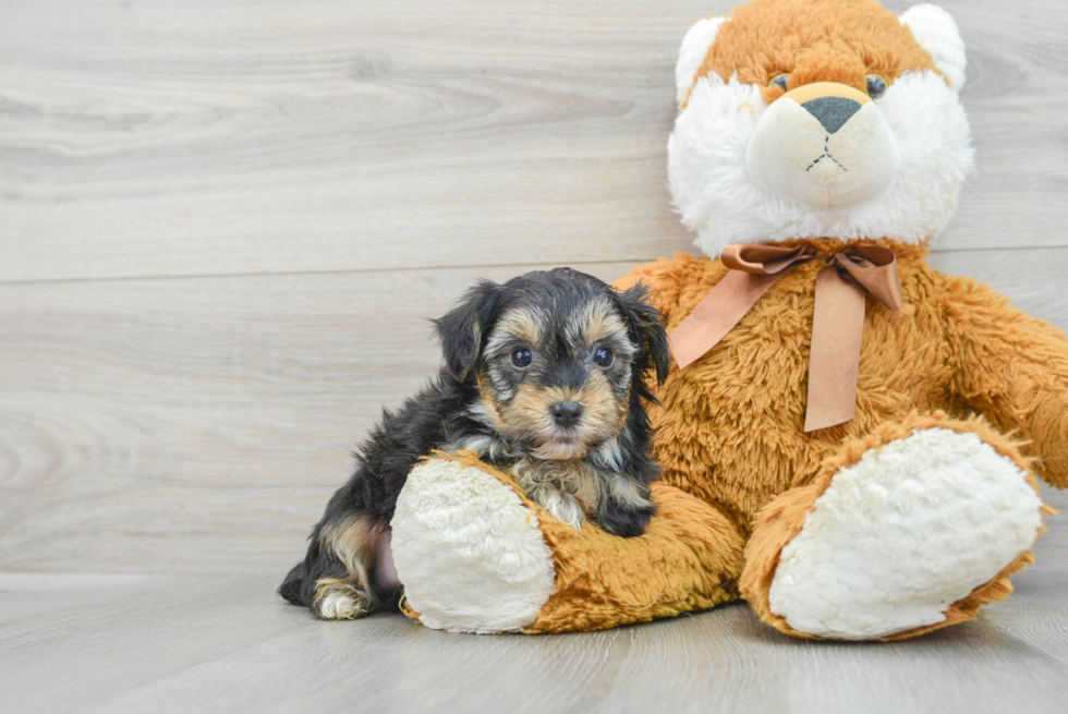 Yorkie Poo Pup Being Cute