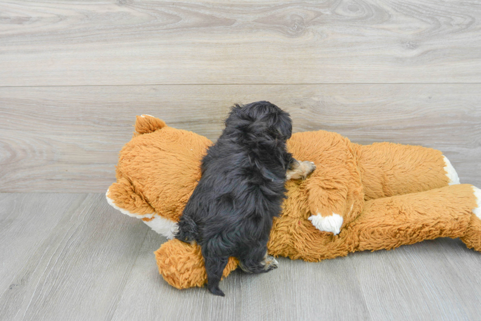 Yorkie Poo Pup Being Cute