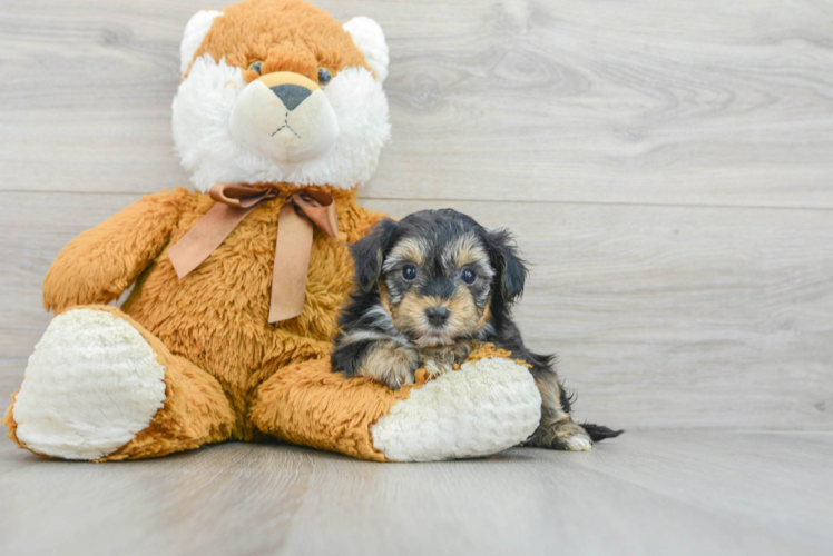 Best Yorkie Poo Baby