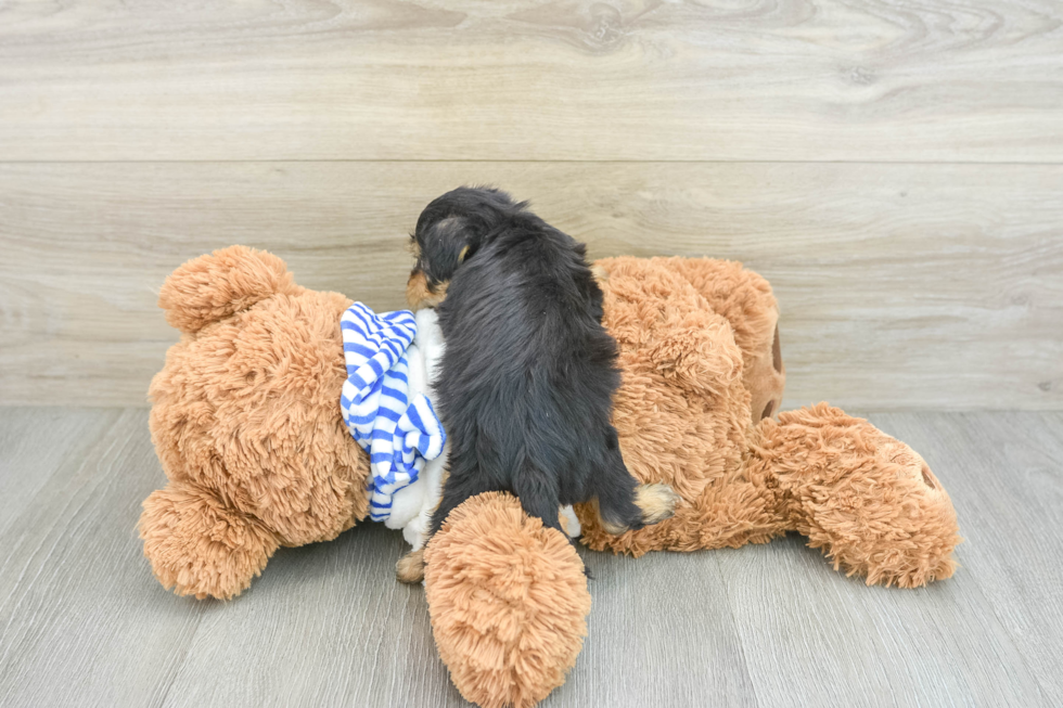 Yorkie Poo Pup Being Cute