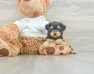 7 week old Yorkie Poo Puppy For Sale - Premier Pups