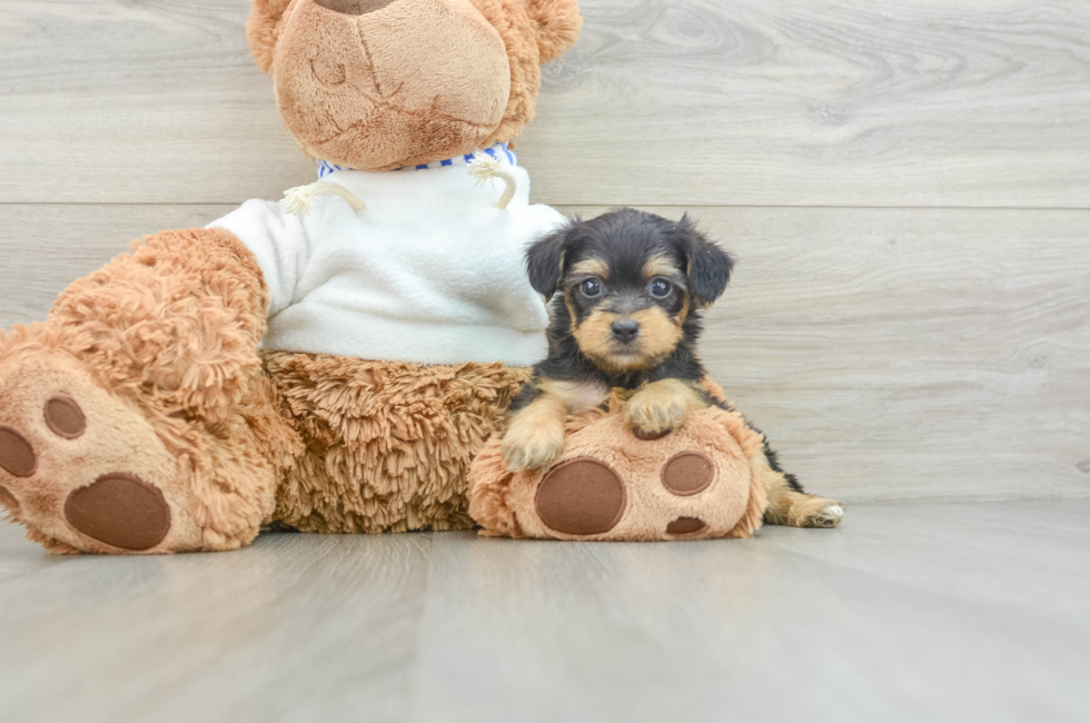 5 week old Yorkie Poo Puppy For Sale - Premier Pups