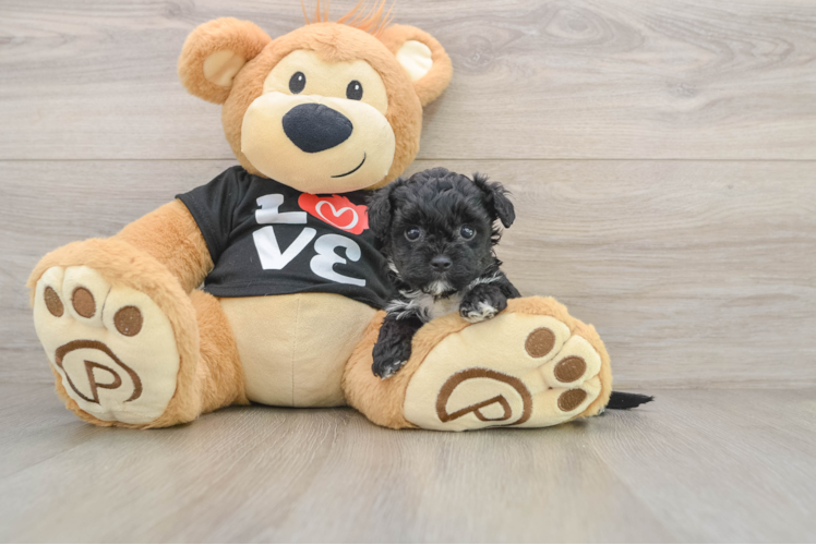 Petite Yorkie Poo Poodle Mix Pup