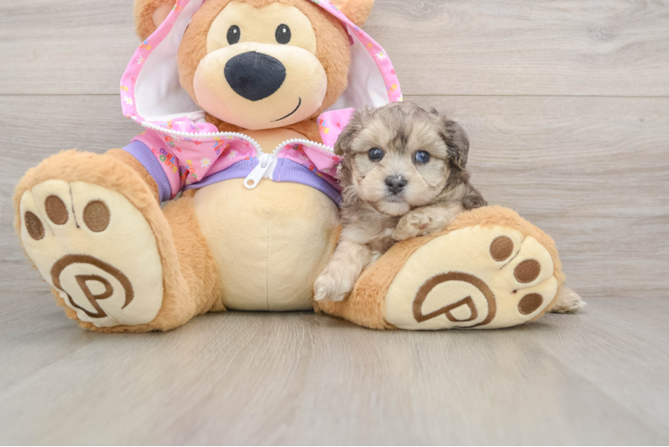 Friendly Yorkie Poo Baby