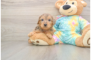 Playful Yo Yo Poo Poodle Mix Puppy