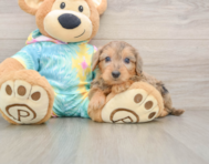 6 week old Yorkie Poo Puppy For Sale - Premier Pups