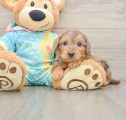 8 week old Yorkie Poo Puppy For Sale - Premier Pups