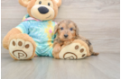 Funny Yorkie Poo Poodle Mix Pup