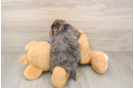 Adorable Yorkiedoodle Poodle Mix Puppy