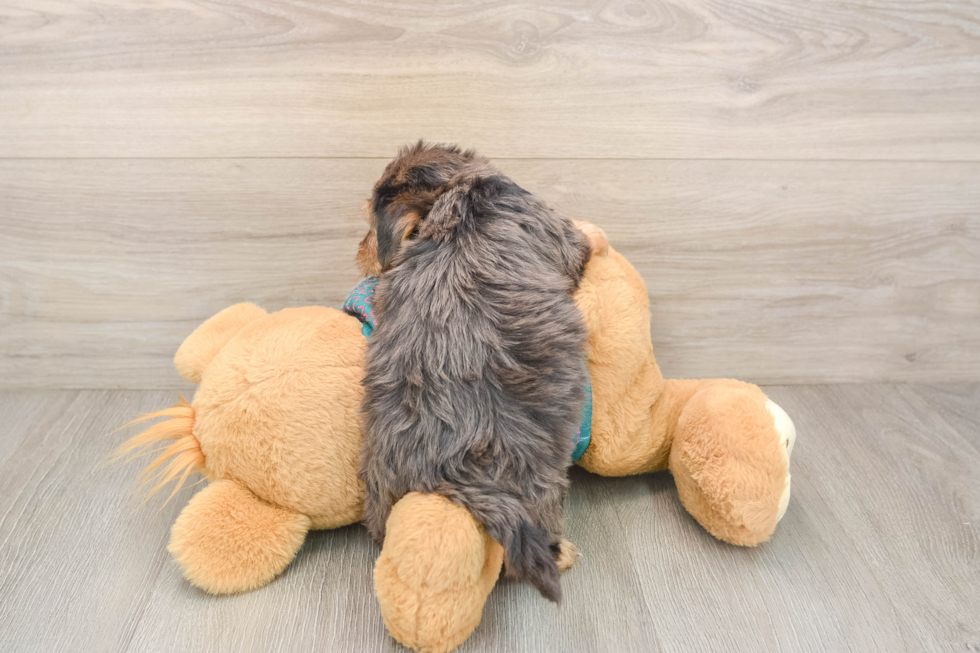 Adorable Yorkiedoodle Poodle Mix Puppy