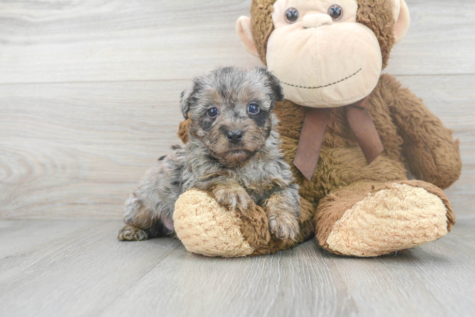 Yorkie Poo Pup Being Cute