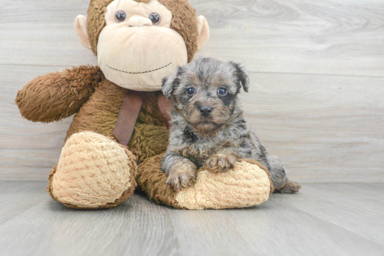 Best Yorkie Poo Baby