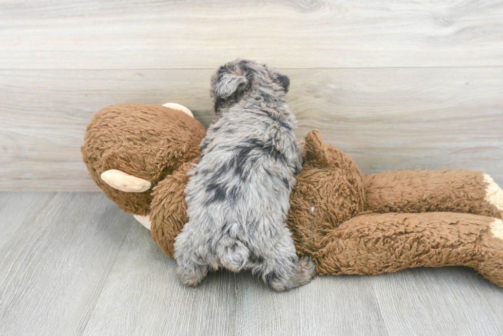 Smart Yorkie Poo Poodle Mix Pup