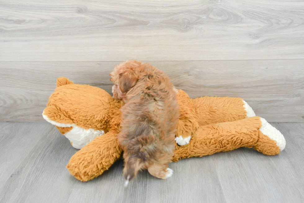 Petite Yorkie Poo Poodle Mix Pup