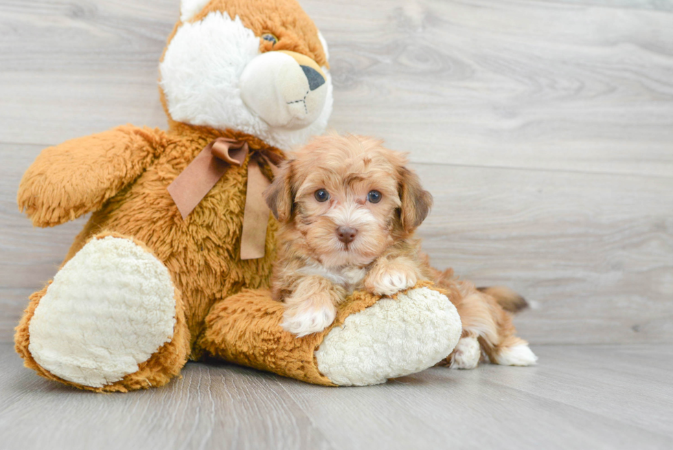 Yorkie Poo Puppy for Adoption